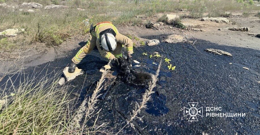 На Рівненщині рятувальники визволили песика, який застряг у смоляній пастці