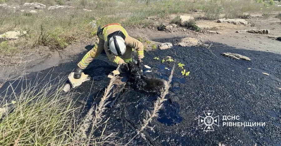 В Ровненской области спасатели освободили собаку, застрявшую в смоляной ловушке