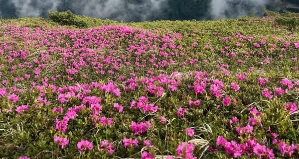 В Карпатах зацвела легендарная червоная рута