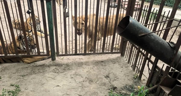 Новые подробности нападения львицы на ребенка: схватила мальчика за ногу во время кормления