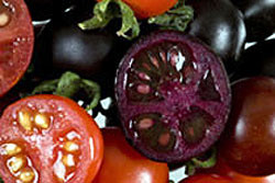 Генетики создали фиолетовые противораковые помидоры ФОТО