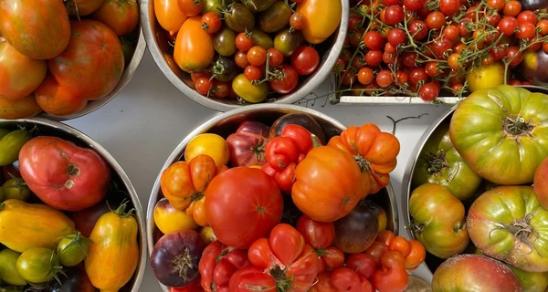 Помідор зі смаком ківі і 70 сортів на одному городі: киянка вирощує томатну екзотику