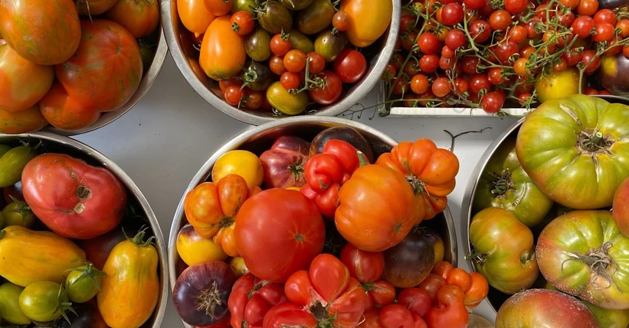 Помидор со вкусом киви и 70 сортов в одном огороде: киевлянка выращивает томатную экзотику.