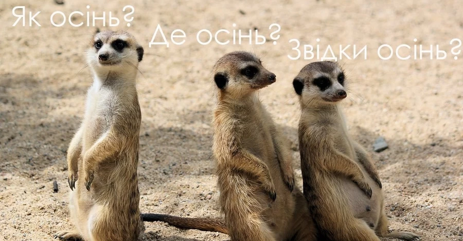 Анекдоты и мемы недели: Как вы провели лето? - Взглядом