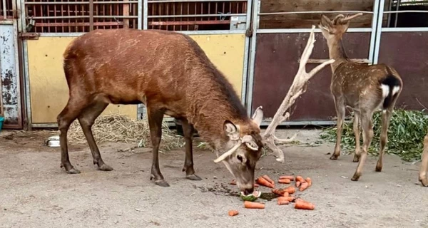 Для оленя Бориса збирають гроші на спилювання рогів та обстеження, - Wild Animals Rescue Center  