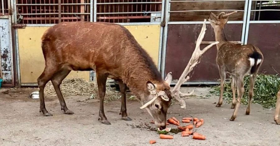 Для оленя Бориса собирают деньги на спиливание рогов и обследование, - Wild Animals Rescue Center  