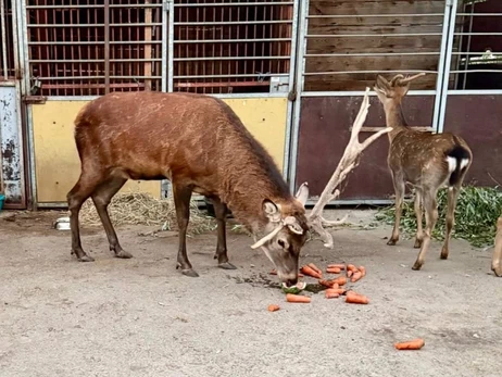 Для оленя Бориса збирають гроші на спилювання рогів та обстеження, - Wild Animals Rescue Center  