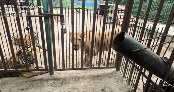 В Полтавской области львица напала на 5-летнего ребенка - ветеринару объявили подозрение