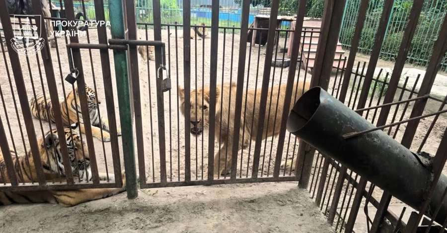 В Полтавской области львица напала на 5-летнего ребенка - ветеринару объявили подозрение