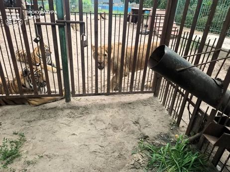 В Полтавской области львица напала на 5-летнего ребенка - ветеринару объявили подозрение
