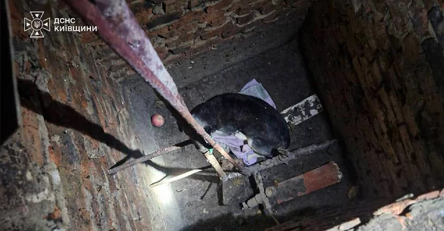 В Киевской области спасатели освободили собаку, которая оказалась в яме