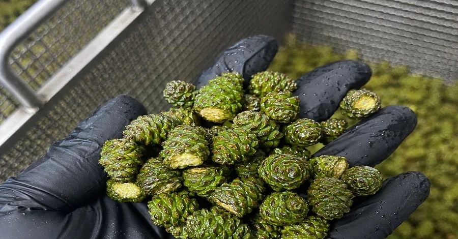 Шишка в шоколаде и варенье: как украинские мастера делают из соснового плода сладости