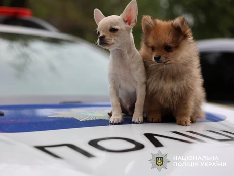 У Миколаєві поліцейські допомогли двом покинутим цуценятам знайти нову родину