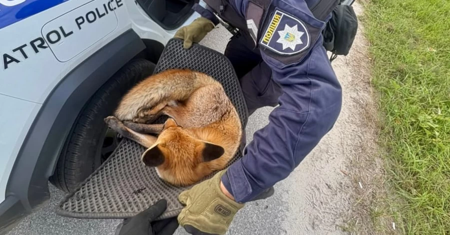 У Києві патрульні врятували травмовану лисицю 