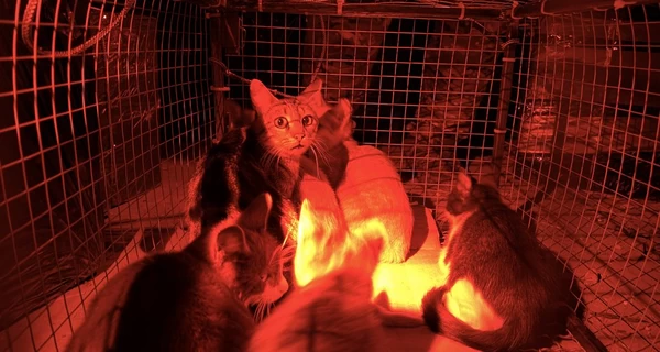 Из оккупированных Олешек с помощью дрона спасли кошку и пятерых котят