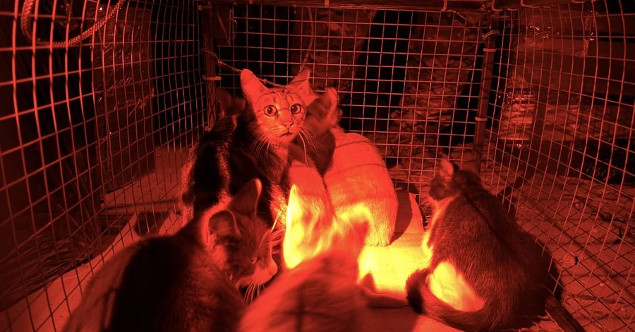 Из оккупированных Олешек с помощью дрона спасли кошку и пятерых котят