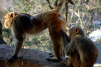 Шимпанзе злопамятны и узнают друг друга по попе 