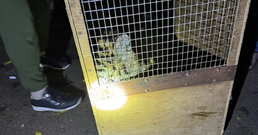У Миколаєві майже добу шукали амурське тигреня, яке втекло з місцевого зоопарку