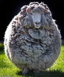 Выбрали самую симпатичную овцу планеты 