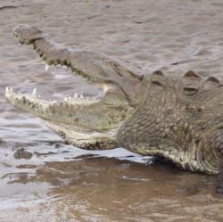 Подросток напал на крокодила и отрезал ему голову 