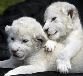  В Бердянском зоопарке родились два белых львенка 