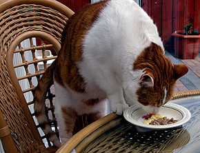 Три секрета правильного питания кошки 