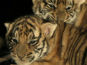 Киевский зоопарк покажет тигрят Кильчицкой 