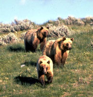 Экологи попрекнули канадские власти медведями 