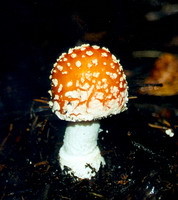 Голландцы запретили галюциногенные грибы 