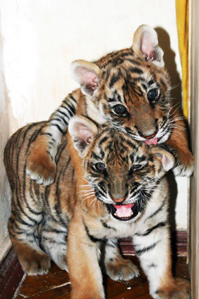 В Киевском зоопарке покажут тигрят - детенышей Амбы и Тишки 