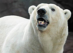 Умер старейший в мире белый медведь 