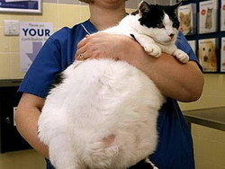 Самого толстого кота посадят  на диету 