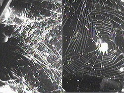 На МКС нашли паука-беглеца 