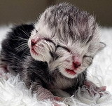 В Австралии родился котенок с двумя мордами фото