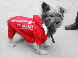 В России на собаках размещают рекламу ФОТО