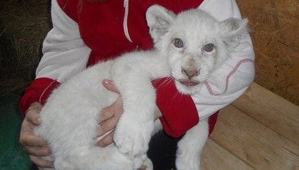 В бердянском зоопарке появился белоснежный львонек
