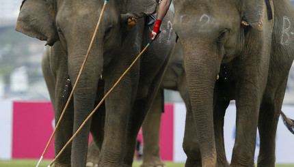 Интересные факты: Игра в поло на слонах