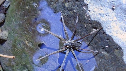 Ученые обнаружили новый вид паука