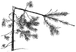 В Швейцарии сломалась главная новогодняя елка 