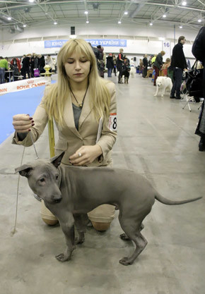 В столице показали редкие породы собак ФОТО