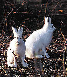 Из Беларуси эмигрируют зайцы  