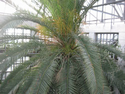 К Новому году в ботсаду зацвела пальма 