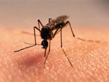 В Финляндии раскрыли преступление с помощью комара 