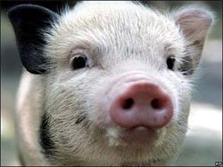 В столице уничтожат 10 тонн свинины 