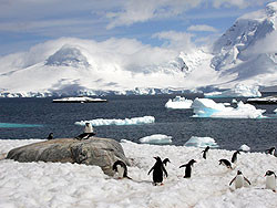 Загадочное зеленое «М» в Антарктиде оказалось любовным посланием из прошлого 