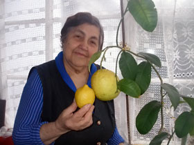 Пенсионерка вырастила дома килограммовый лимон 