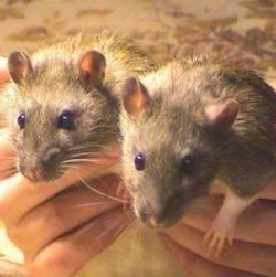 В Московской области крысы изгрызли в больнице детей 