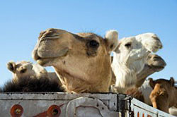 На границе Украины замерзают 20 верблюдов 