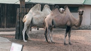 В Украину таки впустили калмыкских верблюдов 