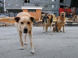 У горожан появится возможность взять собаку напрокат  